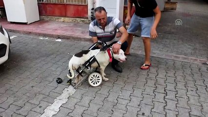 'Bella' yürüteçle hayata tutundu - ADANA