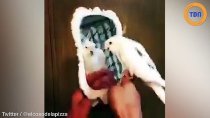 Cette calopsitte a le rythme dans la peau !