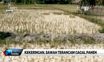 Sudah Dua Bulan Kemarau, Sawah di Jambi Terancam Gagal Panen