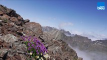 Le réchauffement climatique dans les Pyrénées : dîtes le avec des fleurs