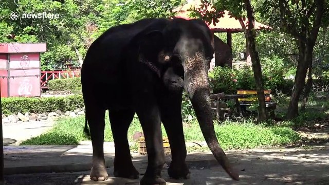 Revealed: Inside the Thai zoo dropped by Asia's biggest travel agency for 'abusing' animals