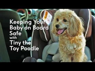 Here's how to properly set up a child safety seat in your car
