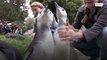 Pinguins do Zoo de San Francisco ganham cerimônia de formatura