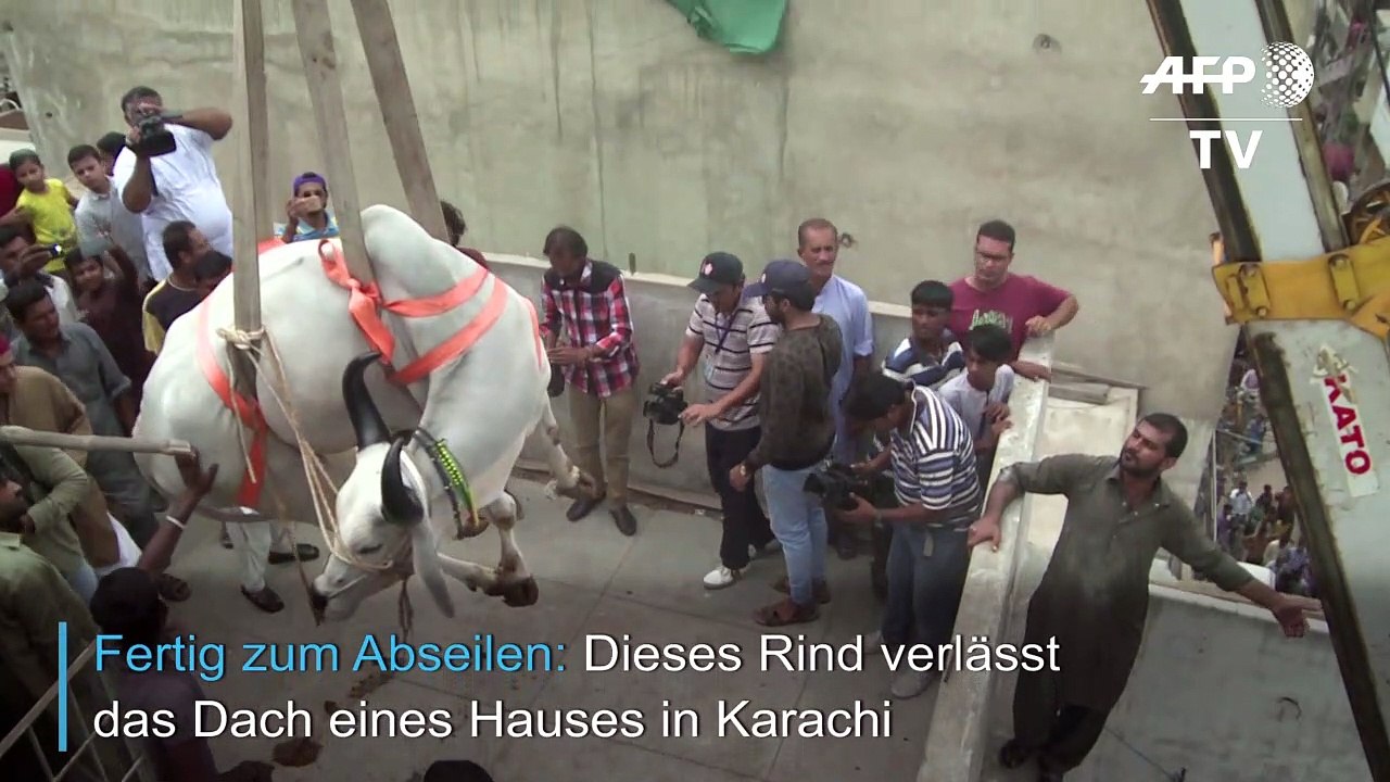 Rind schwebt zum schlachter