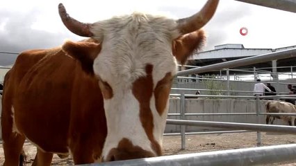 Hayvan pazarında Bayram öncesi durgunluk hakim