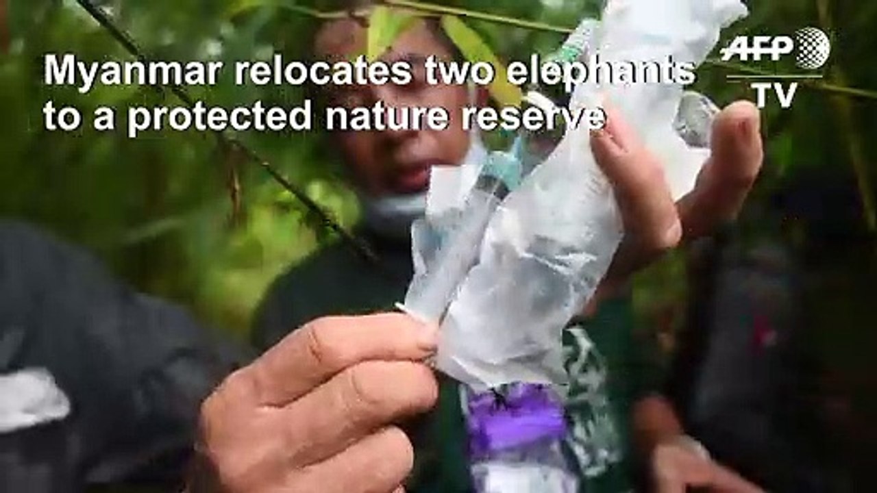 Myanmar rangers relocate wild elephants to safety