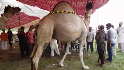 PAKISTAN K HEAVIESY CAMELS BAKRA SHOW 2019 MEN Bakra Mandi Pakistan