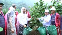 Vali fındık bahçesine girdi, beline sepet bağlayarak fındık topladı