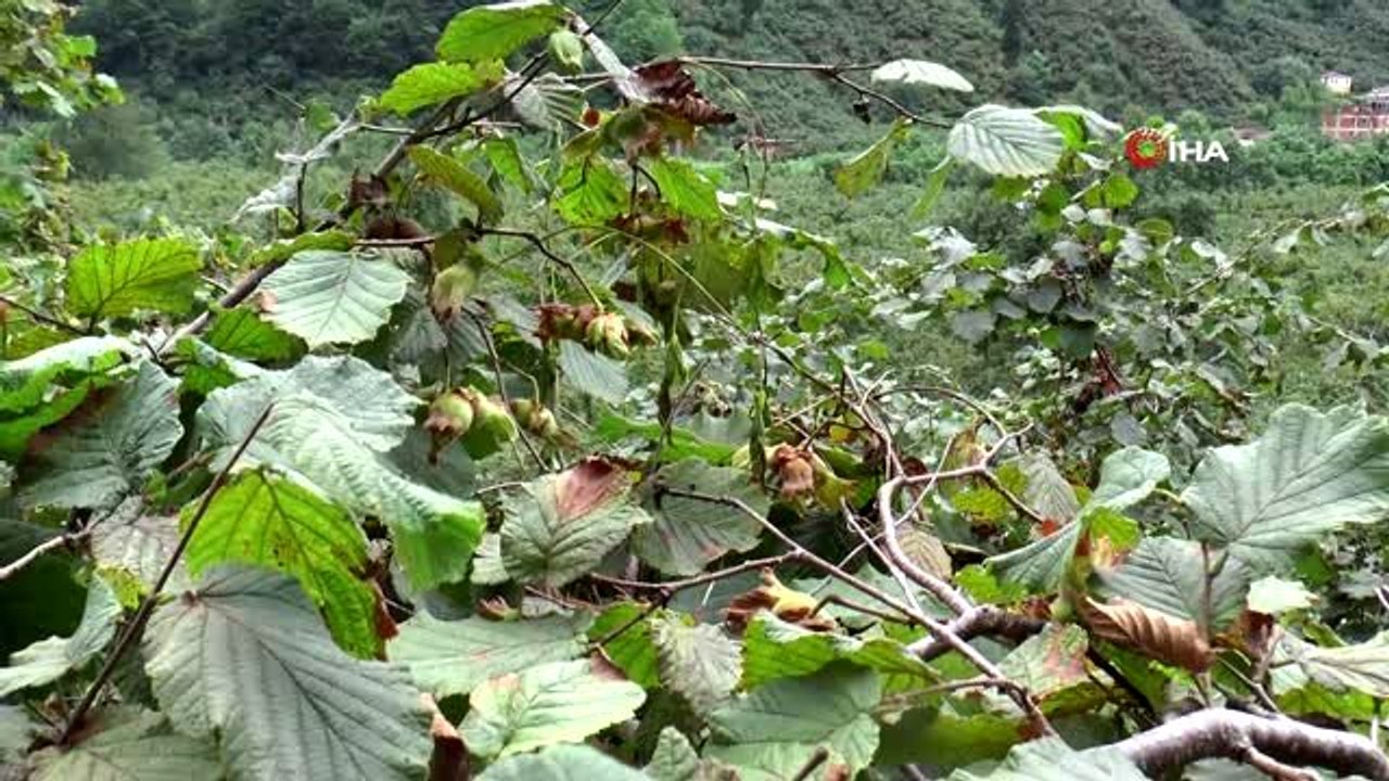 Vali fındık bahçesine girdi, beline sepet bağlayarak fındık topladı