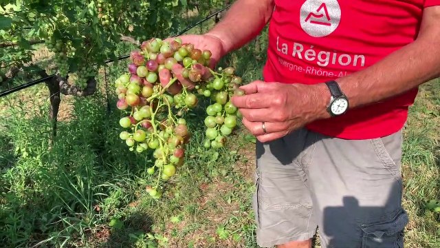 Les aboriculteurs du Gier touchés par la grêle à Chagnon