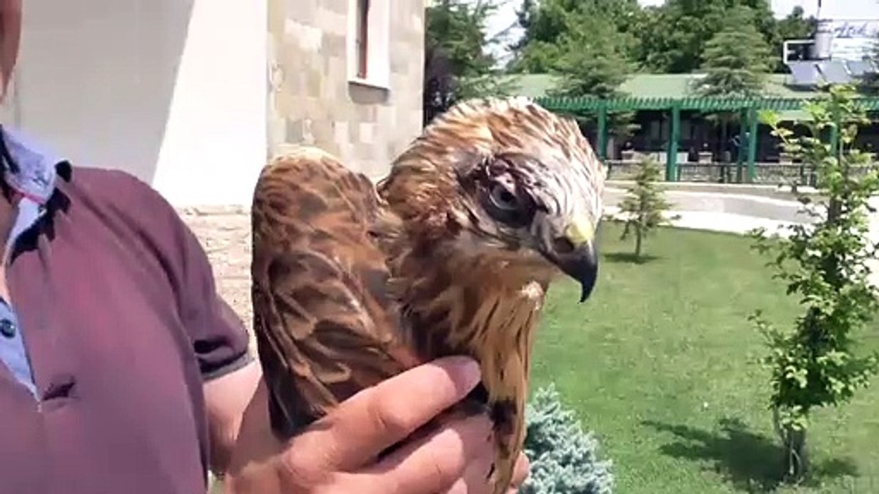 Köpeklerin saldırısından kurtarılan şahin koruma altına alındı - KONYA