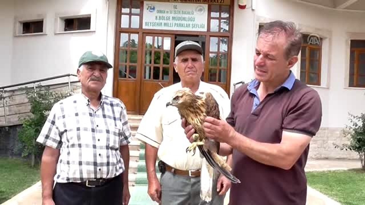 Köpeklerin saldırısından kurtarılan şahin koruma altına alındı