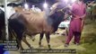 BHAI BANDI WALE RATES - Bakra Mandi Pakistan - Bakra Eid 2019 - Karachi Cow Mandi 2019