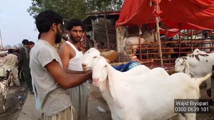 Imtihaan Bun Gai Eid ul Adha 2019 - Rajanpuri Cross Bakro k Rates