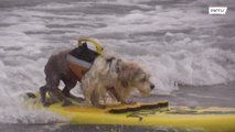 Чемпионат по серфингу среди собак собрал сотни зрителей