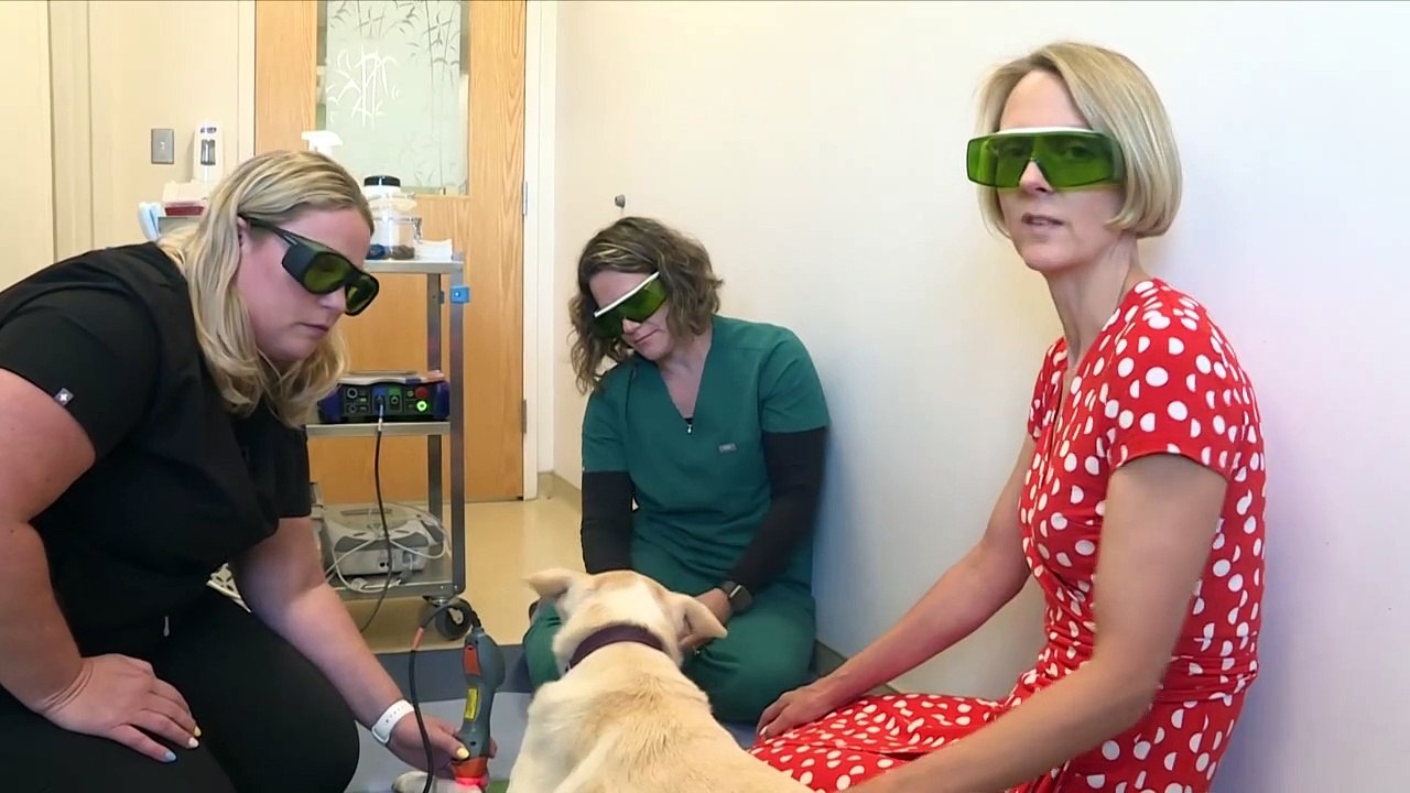 Alles für die Katz: Luxus-Behandlungen für Haustiere