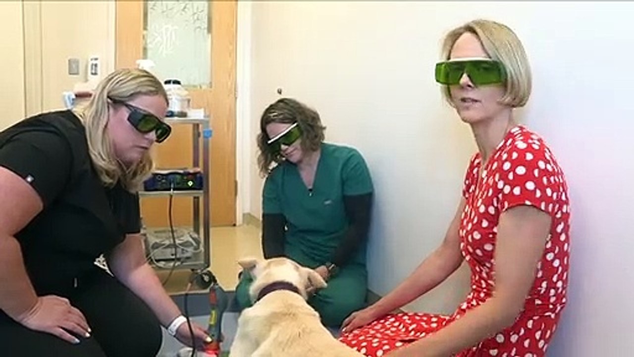 Alles für die Katz: Luxus-Behandlungen für Haustiere