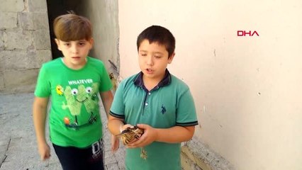 AFYONKARAHİSAR ÇOCUKLARIN YARALI BULDUĞU BALABAN KUŞU TEDAVİYE ALINDI