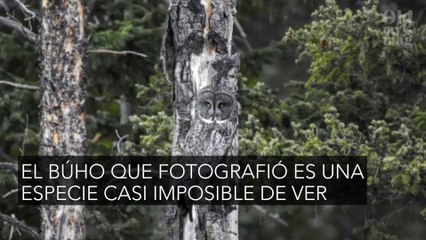 Miles de usuarios han enloquecido para encontrar al búho que se esconde en la foto