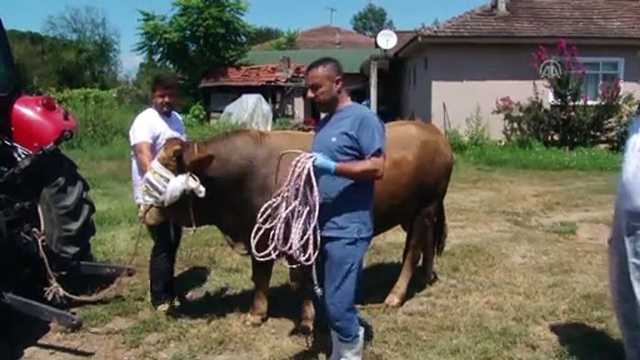 Rueff tekniği ile 'kazasız' kurban kesimi - SAKARYA