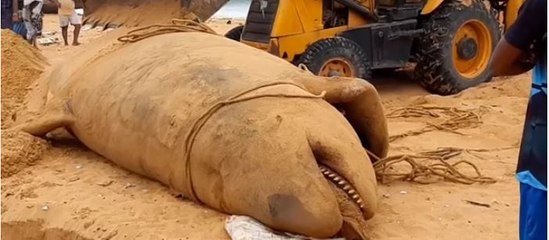 തിരുവനന്തപുരത്ത് കൊലയാളി തിമിംഗലത്തിന്റെ ജഡം | Oneindia Malayalam