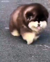 Regardez comment ce chiot tout rond court dans la rue. Adorable !