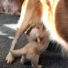 Quand un bébé golden tète de sa mère, voici ce que ça donne !