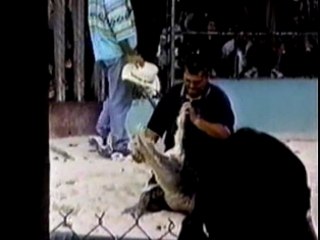 crocodile mal apprivoisé