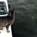 Une chatte donne un bisou à un dauphin dans cette vidéo devenue virale !