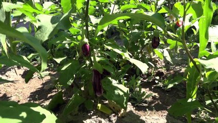 İlaçla değil, sevgi ile tedavi oluyorlar