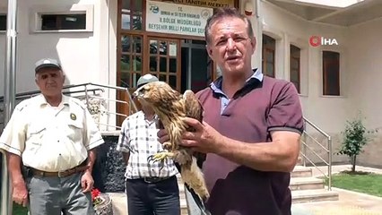 Yaralı şahin koruma altına alındı