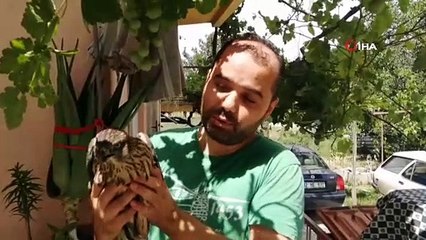 Isparta’da evin camına çarpıp balkona düşen yaralı atmaca koruma altına alındı