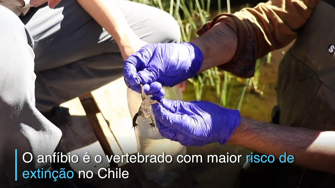 Rãs chilenas à beira da extinção