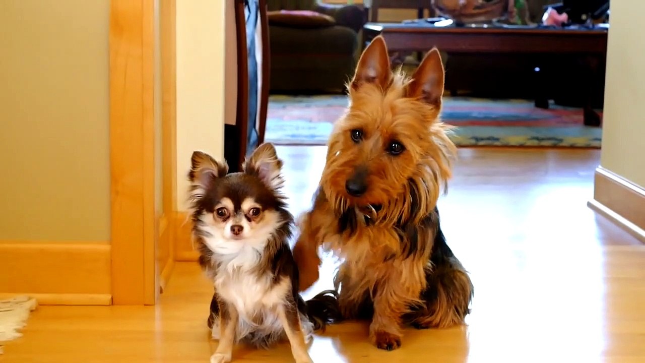 MONKEY RIDES A GOAT - MORE Pets - Animal BFF Videos of 2016 Weekly Compilation - Funny Pet Videos