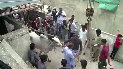 في كراتشي... تربية أضاحي العيد على الأسطح