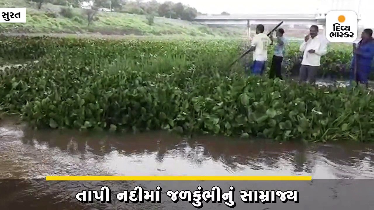 તાપી નદીમાં જળકુંભીનું સામ્રાજ્ય, રાંદેરના ખલાસીઓએ સફાઈ અભિયાન હાથ ધર્યું