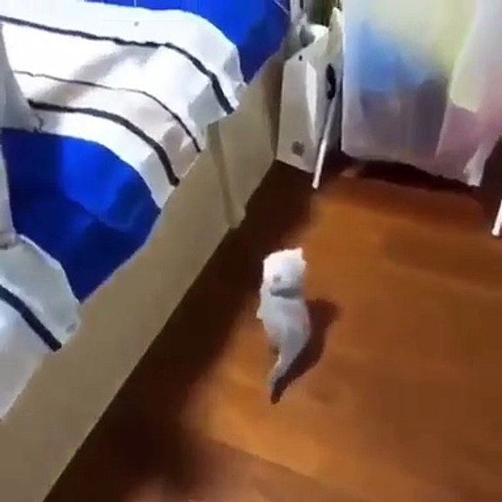 Regardez comment ce chaton tente tant bien que mal de monter son lit !