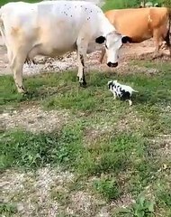 Une magnifique retrouvaille entre une vache et son petit. Trop mimi !