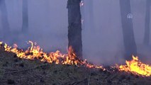 Sinop'ta orman yangını