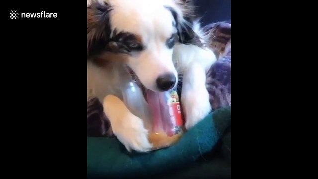 US owner laughs as determined dog licks peanut butter stuck deep into jar