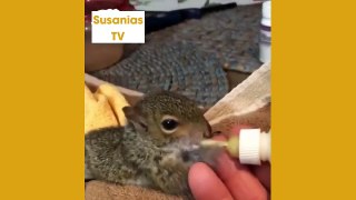 Best friends animal TV:After Hurricane Irma this little squirrel lost his home