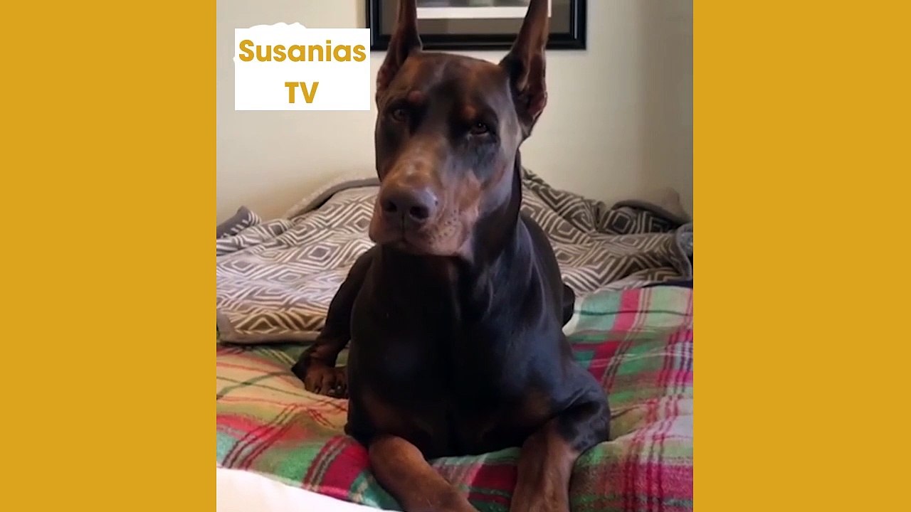 Best friends animal TV: Cant find a better guar...