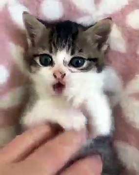 Voici l’unique chaton au monde qui n’aime pas les caresses. Trop drôle !