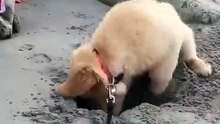 Ce chiot ne veut pas arrêter de creuser dans le sable de la mer. Trop chou !