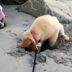 Ce chiot ne veut pas arrêter de creuser dans le sable de la mer. Trop chou !