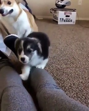 Trop mignon ! Admirez cette scène entre deux chiots qui s’amusent