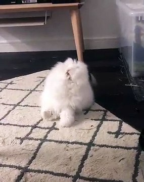 Quand une lapine essaie de recracher un mauvais aliment. Trop drôle !