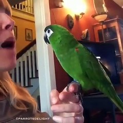 Écoutez cette perruche qui apprend à dire ces premiers mots !