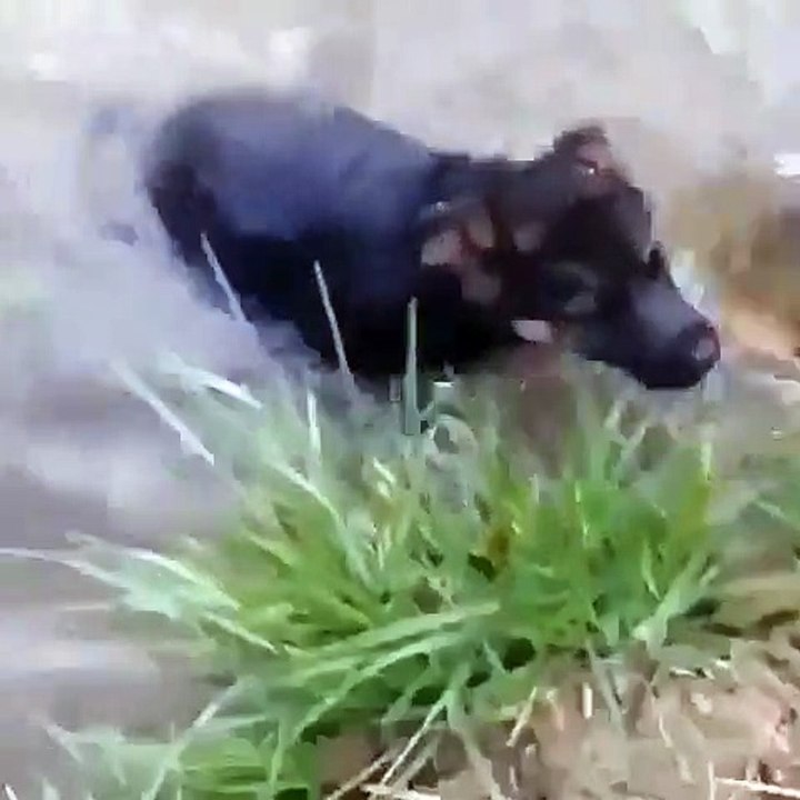 Admirez la première nage de cet adorable chiot !