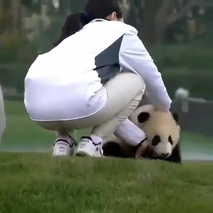Ce bébé panda ne laisse jamais sa maman s’éloigner de lui. Trop chou !